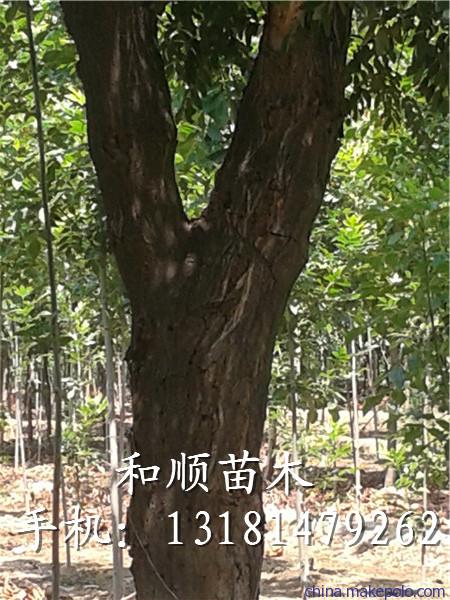 山东白蜡树