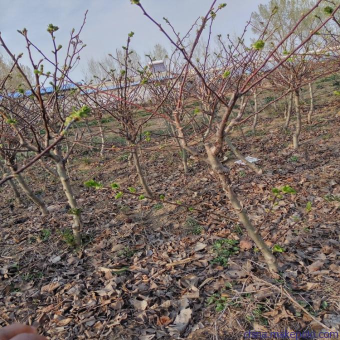 苗圃直销白瓢绵山楂苗.平邑歪把红山楂苗一公分