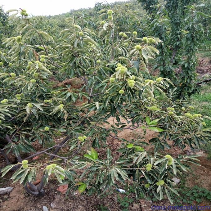 盆栽板栗苗基地嫁接板栗苗,抢手的