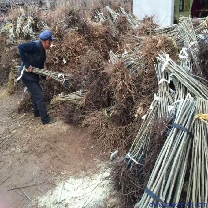 盆栽板栗苗价格燕山早丰板栗苗市场走向