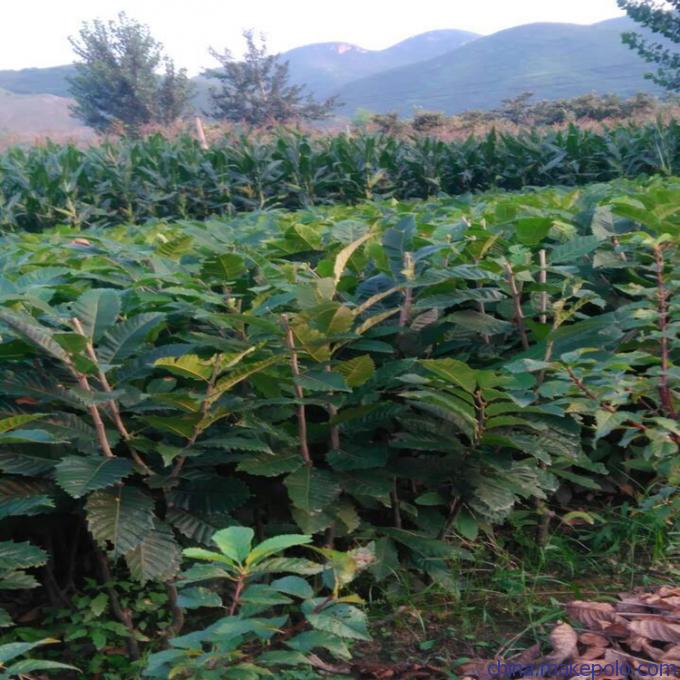 盆栽板栗苗价格燕山早丰板栗苗市场走向