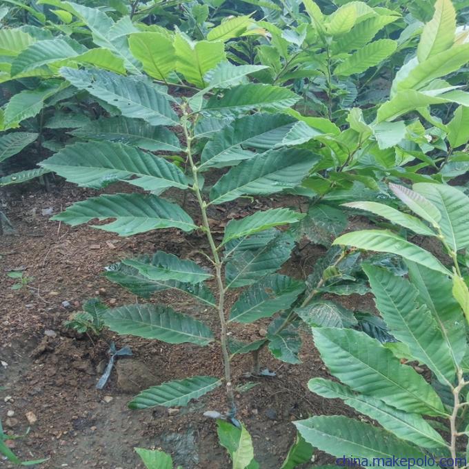 盆栽板栗苗价格燕山早丰板栗苗市场走向