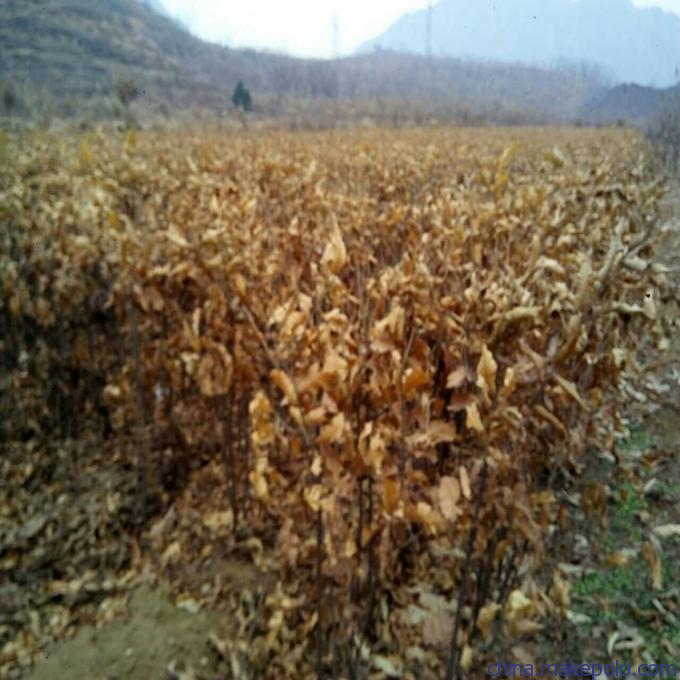 盆栽板栗苗基地嫁接板栗苗,抢手的