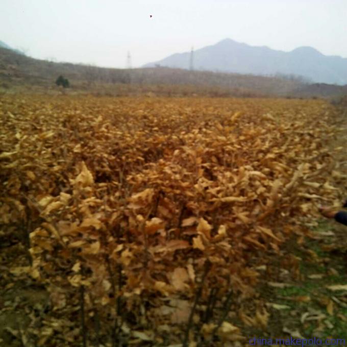 盆栽板栗苗价格燕山早丰板栗苗市场走向