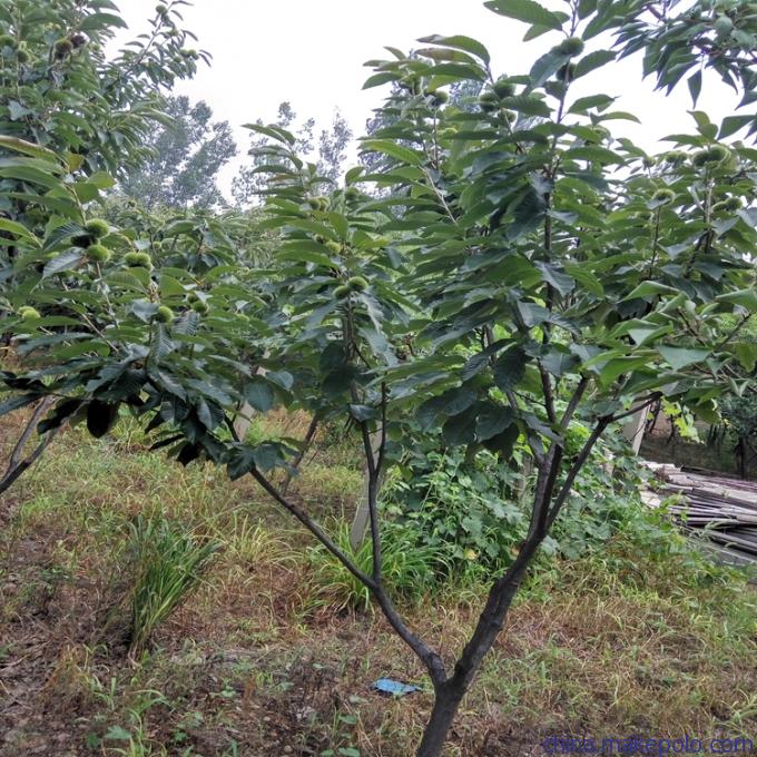 盆栽板栗苗价格燕山早丰板栗苗市场走向