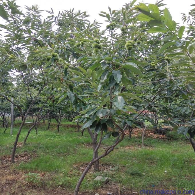 盆栽板栗苗价格燕山早丰板栗苗市场走向