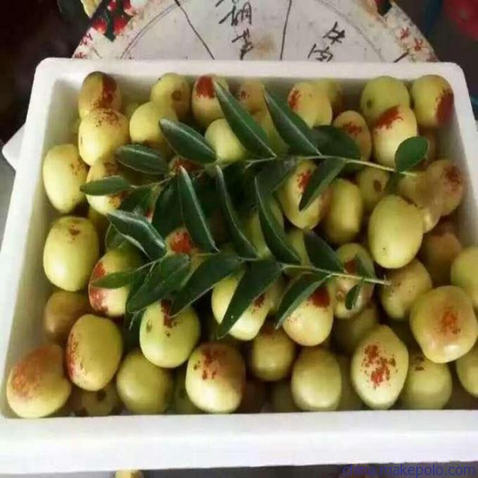 诚信经营枣苗厂家,雪枣苗脱毒繁育