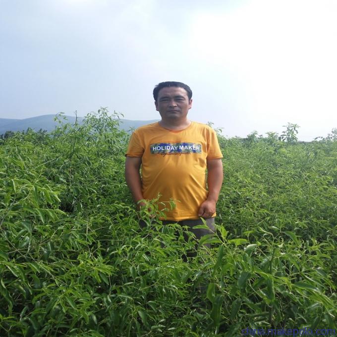 诚信经营枣苗厂家,梨枣苗早果高产高效