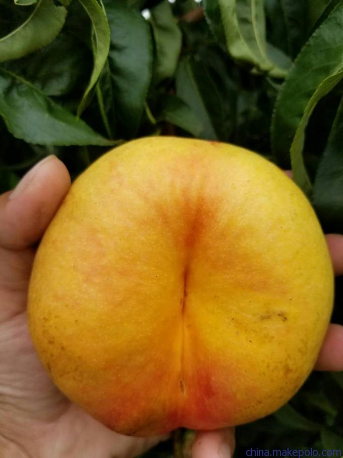 旺运苗木选桃苗新品种代理油桃苗3厘米粗的