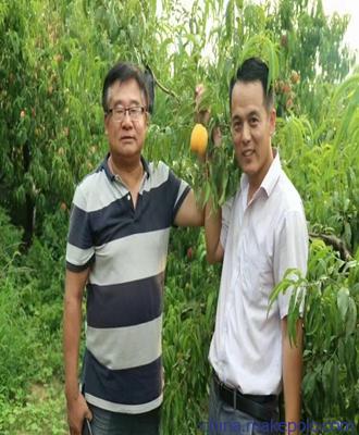 2018新品种桃苗一元一棵可信赖的油桃苗出售