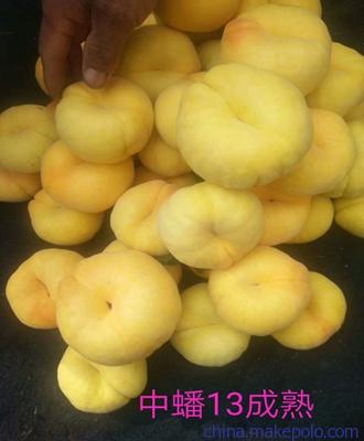 2018新品种桃苗一元一棵可信赖的油桃苗出售