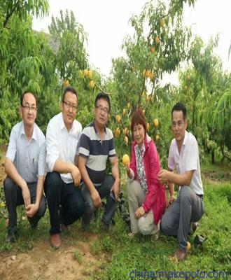 旺运苗木选桃苗新品种代理油桃苗3厘米粗的