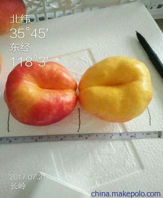 2018新品种桃苗一元一棵可信赖的油桃苗出售