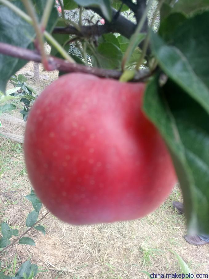 旺运苗木苹果苗自繁自育苗木脱毒.苹果苗基地行情价格
