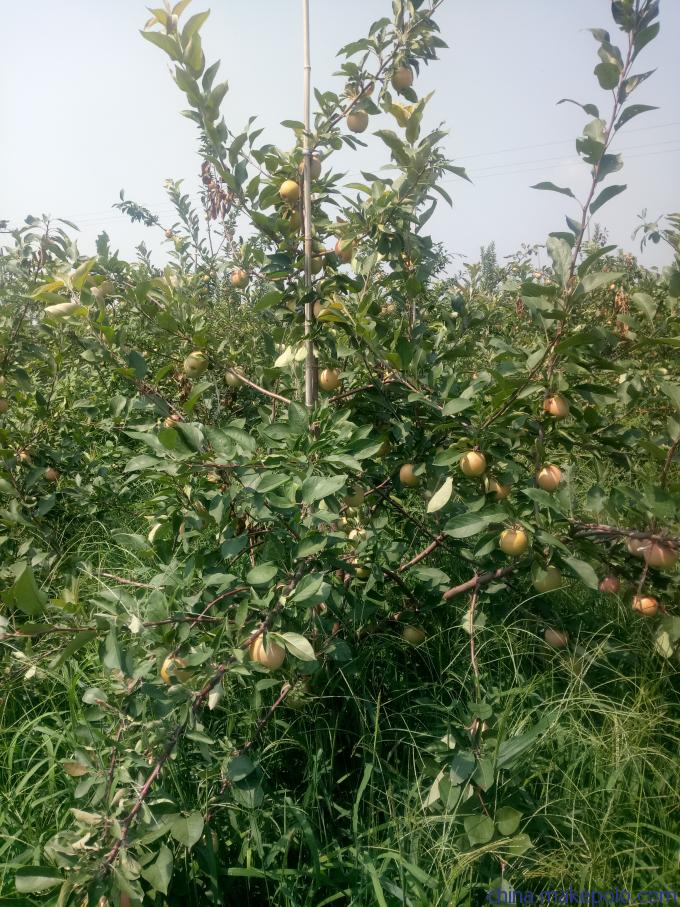 旺运苗木苹果苗自繁自育苗木脱毒.苹果苗基地行情价格