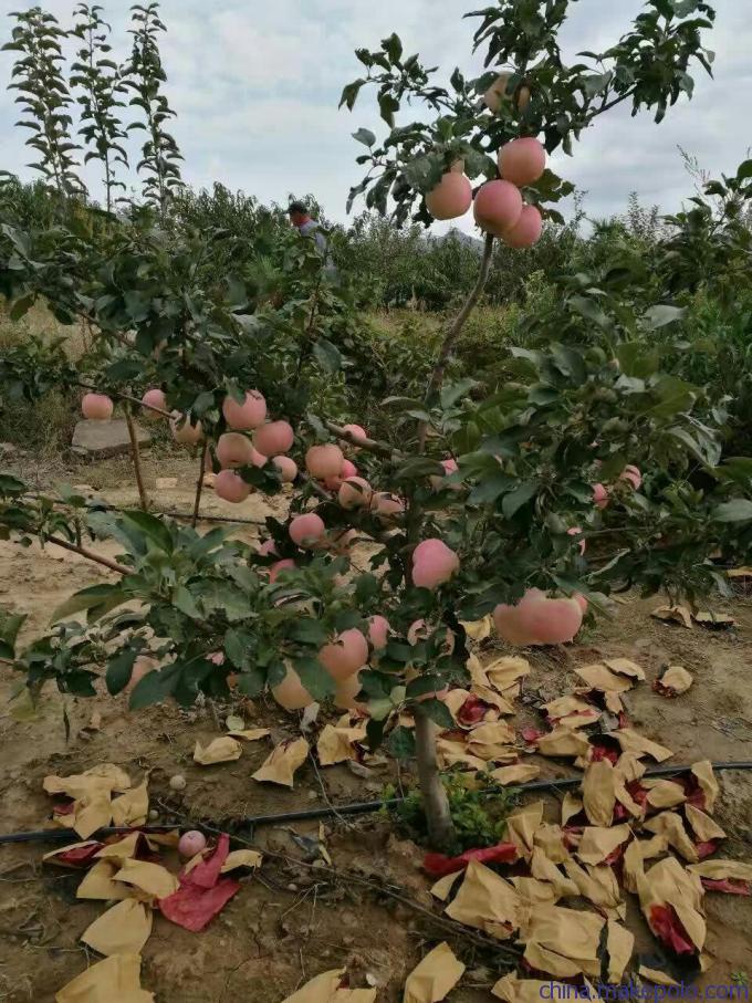 旺运苗木苹果苗自繁自育苗木脱毒.苹果苗基地行情价格
