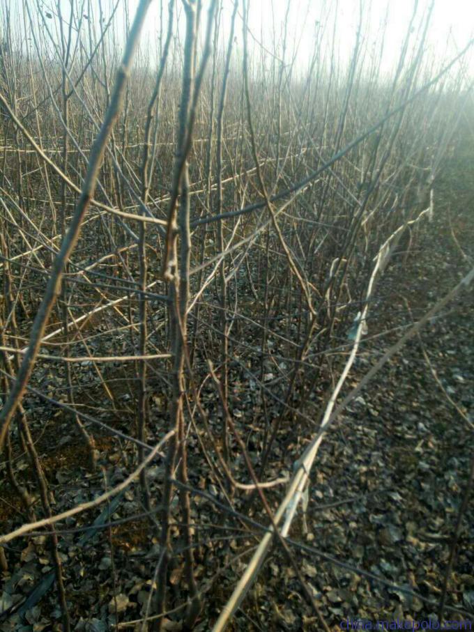 旺运苗木苹果苗自繁自育苗木脱毒.苹果苗基地行情价格