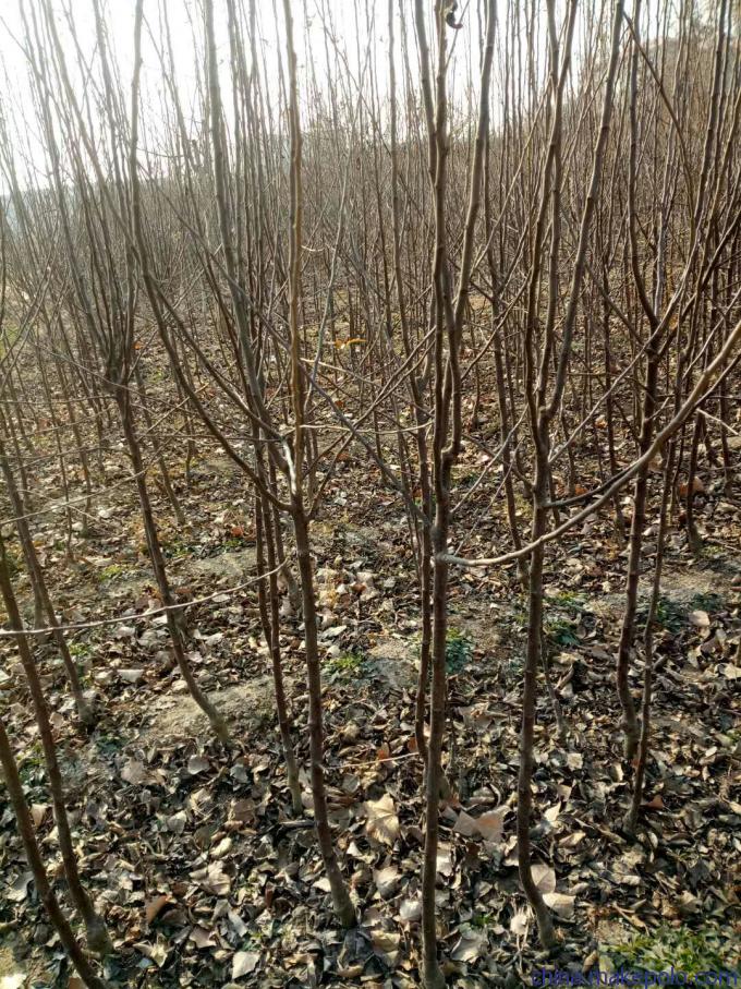 旺运苗木苹果苗自繁自育苗木脱毒.苹果苗基地行情价格