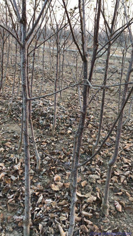 脱毒苹果苗种植基地技术指导.苹果苗价格价格行情