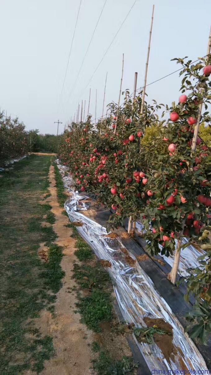旺运苗木苹果苗自繁自育苗木脱毒.苹果苗基地行情价格