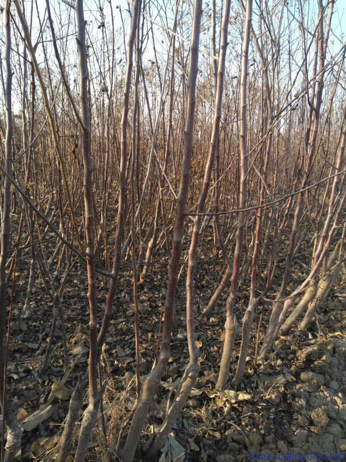 旺运苗木苹果苗自繁自育苗木脱毒.苹果苗基地行情价格