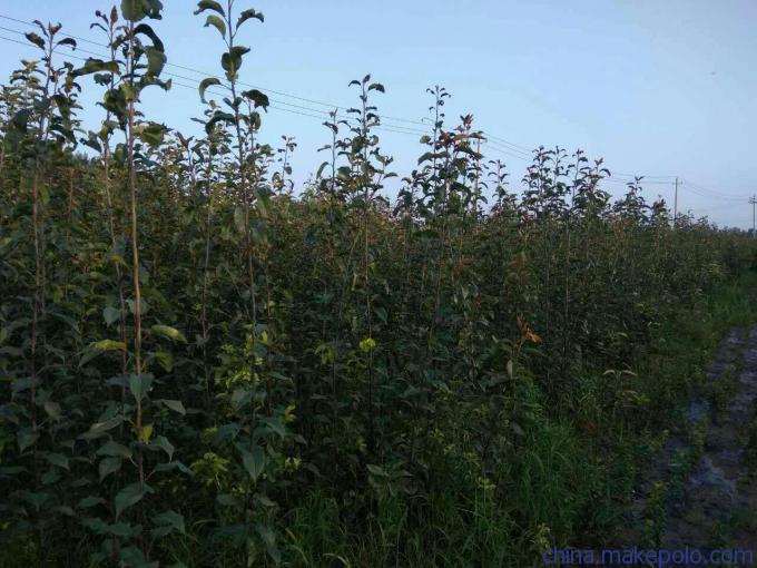 梨苗种植矮化密植.早红考密斯梨苗推荐