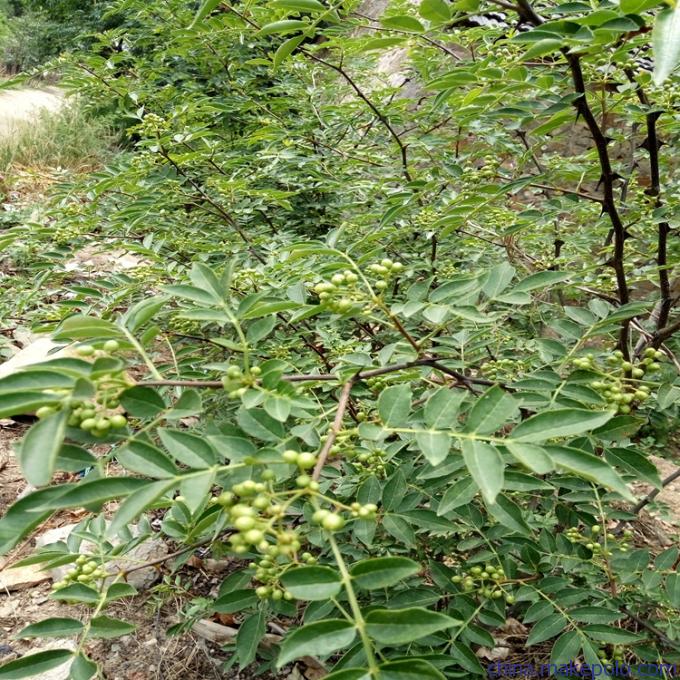 种植花椒苗代理，大红袍花椒苗货源充足