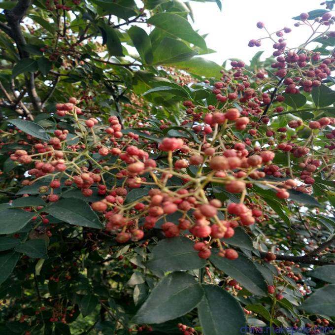 好运输花椒苗如何选择，白沙椒花椒苗名字