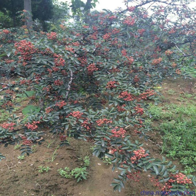 种植花椒苗代理，大红袍花椒苗货源充足