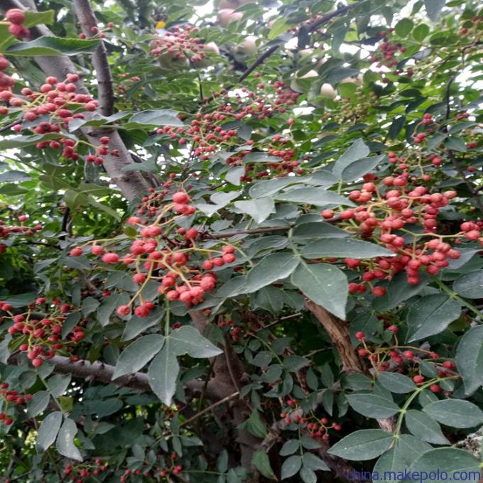 好运输花椒苗如何选择，白沙椒花椒苗名字