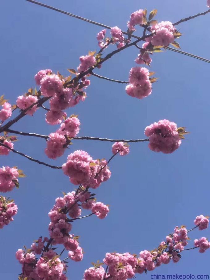 建邺区矮化樱花品种,晚樱厂商出售