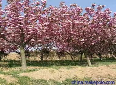 汤阴县樱花供应价格,嫁接樱花苗门市价