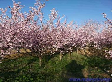 原阳县耐寒的樱花,大岛樱 厂商出售