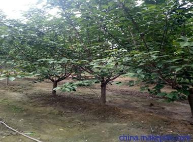 建邺区矮化樱花品种,晚樱厂商出售