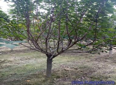 建邺区矮化樱花品种,晚樱厂商出售