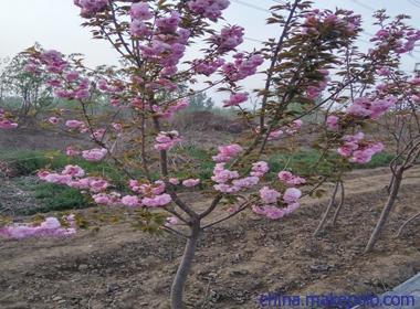 魏都区一米高的樱花批发基地,嫁接樱花苗销售