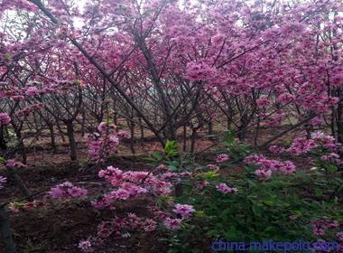 建邺区矮化樱花品种,晚樱厂商出售
