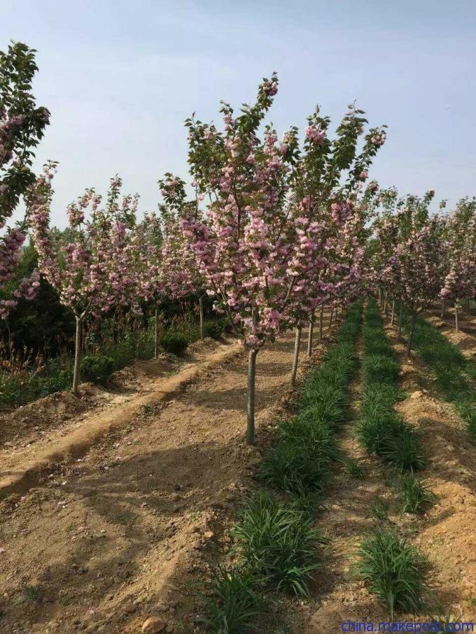 建邺区矮化樱花品种,晚樱厂商出售