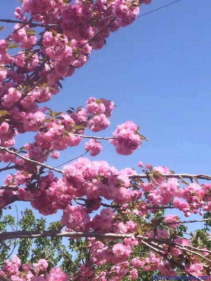 建邺区矮化樱花品种,晚樱厂商出售