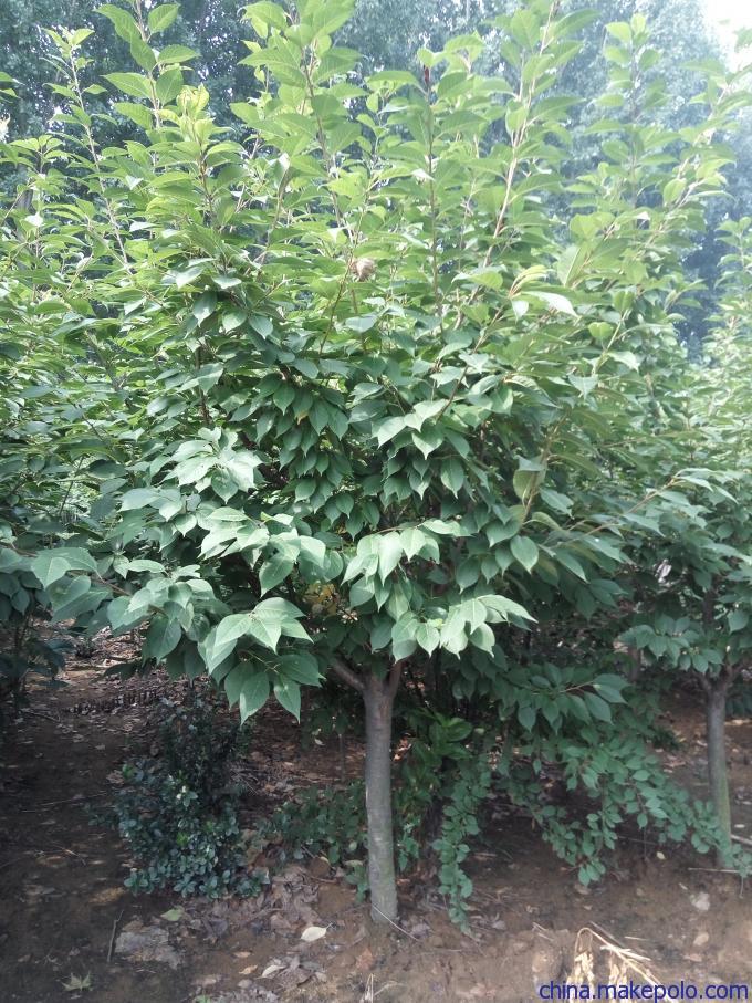 建邺区矮化樱花品种,晚樱厂商出售