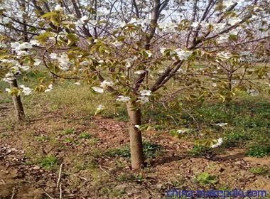 建邺区矮化樱花品种,晚樱厂商出售