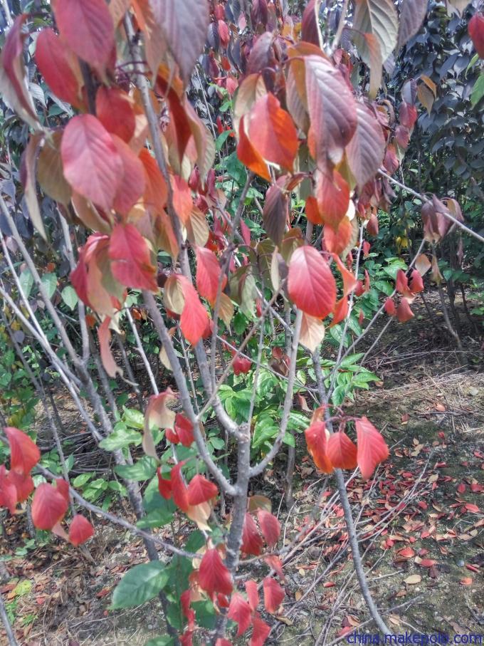 建邺区矮化樱花品种,晚樱厂商出售