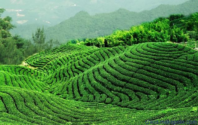 生态茶叶代价-最复活态茶叶代价、批发报价、代价大全 - 阿里巴巴