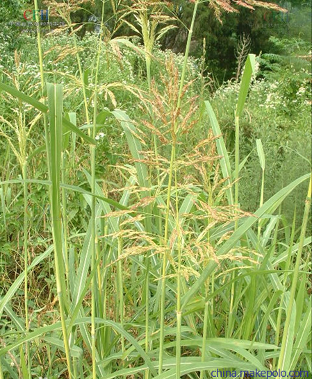 牧草价格