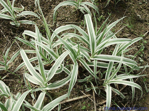 花叶芦竹价格