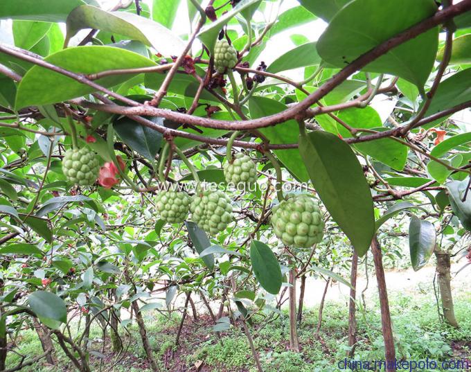 布福娜种植基地