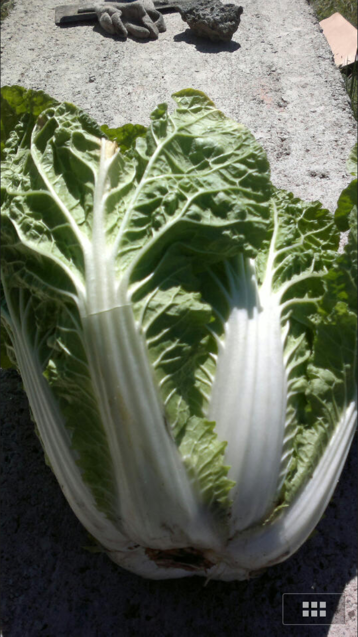 河北优质娃娃菜 河北优质娃娃菜