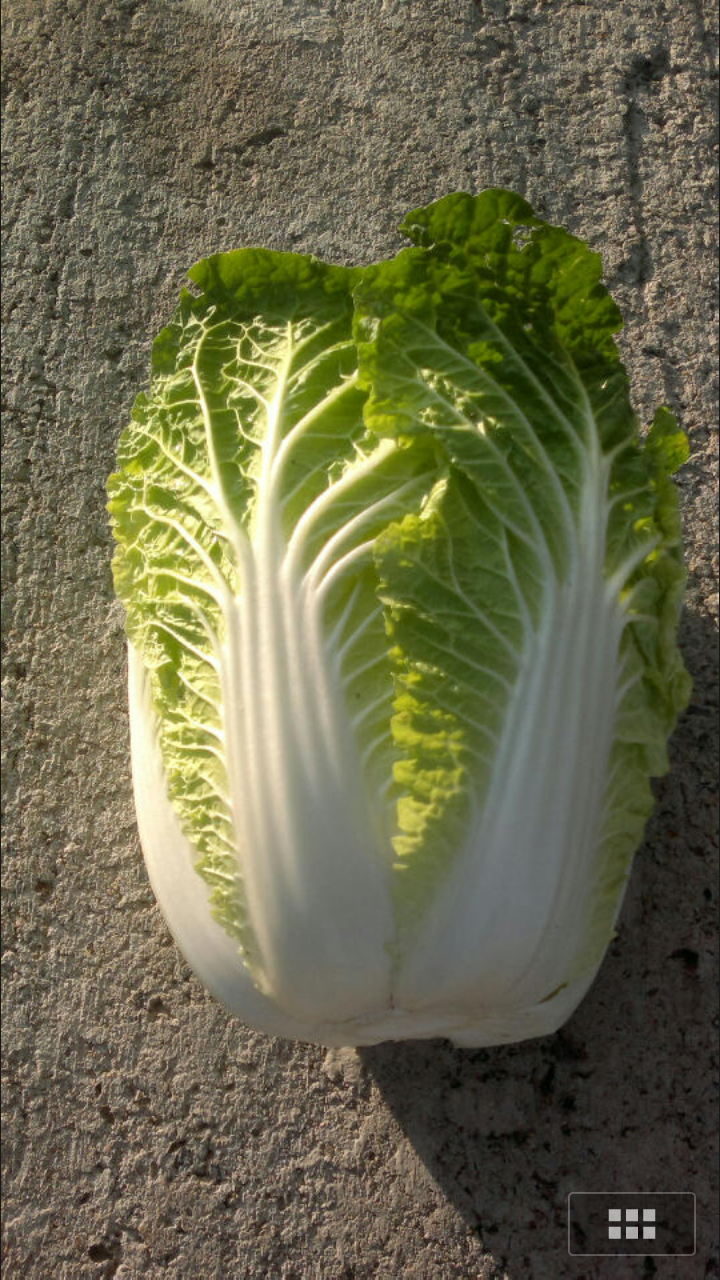 河北优质娃娃菜 河北优质娃娃菜