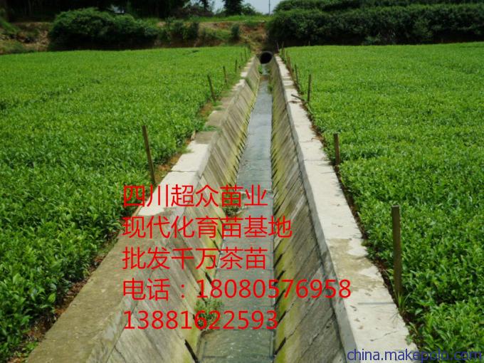 河南信陽(yáng)茶葉苗價(jià)格、信陽(yáng)茶苗基地、毛尖茶苗批發(fā)圖片_4