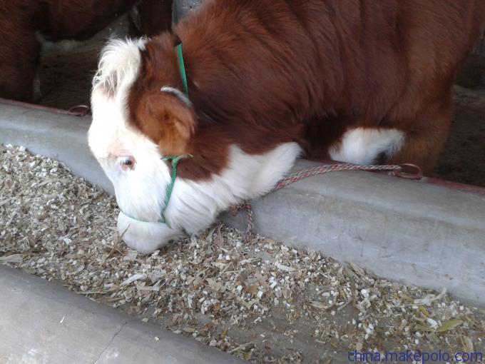 牛犊 牛犊